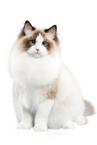 CUSTOMIZE <br><span style="font-size:40px" class="mt-2">YOUR CAT PRODUCTS</span>